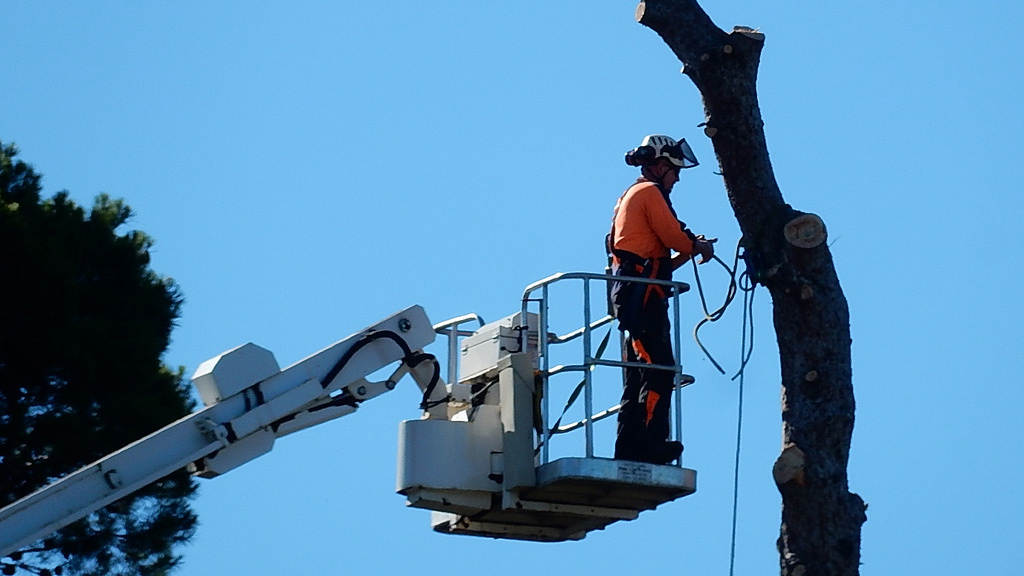 Tree Lopper Gold Coast